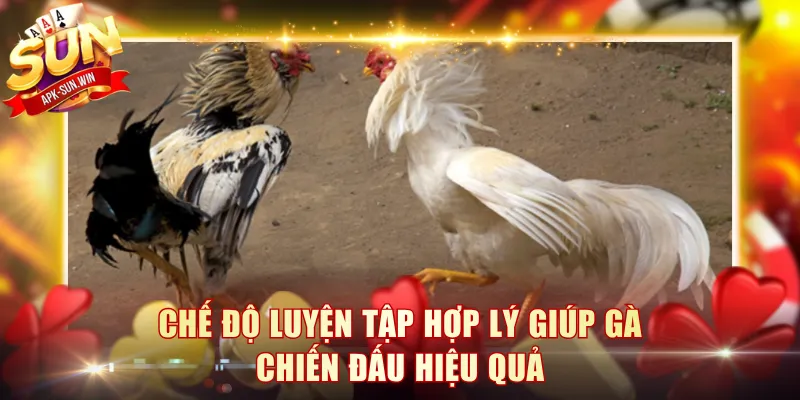 Chế độ luyện tập hợp lý giúp gà chiến đấu hiệu quả