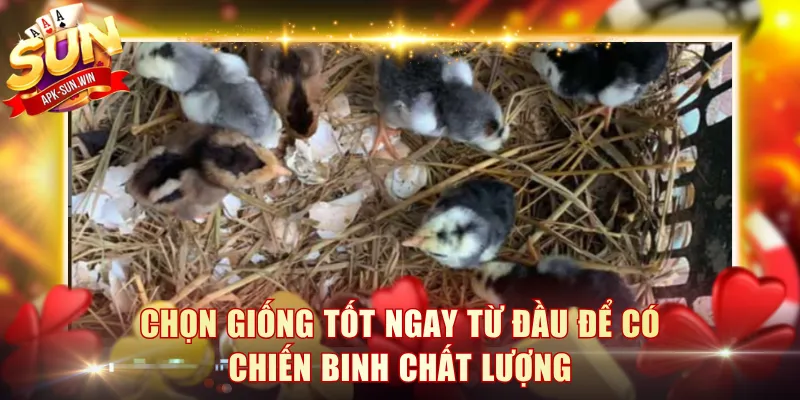 Chọn giống tốt ngay từ đầu để có chiến binh chất lượng