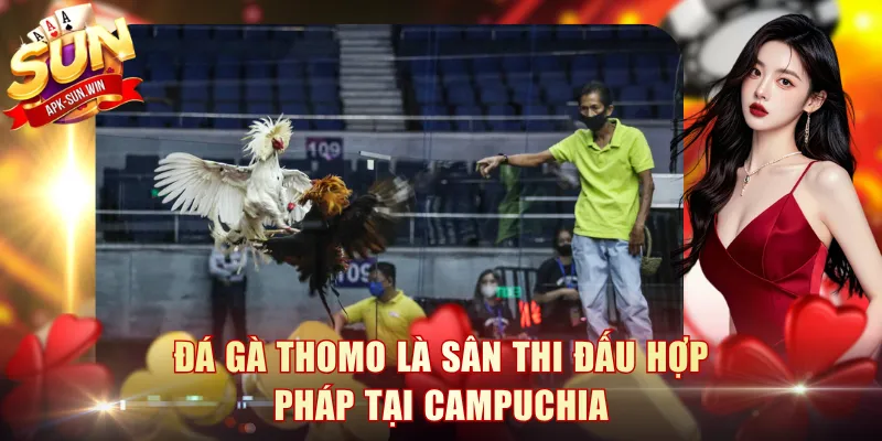 Đá gà Thomo là sân thi đấu hợp pháp tại Campuchia
