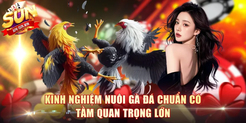 Kinh nghiệm nuôi gà đá chuẩn có tầm quan trọng lớn