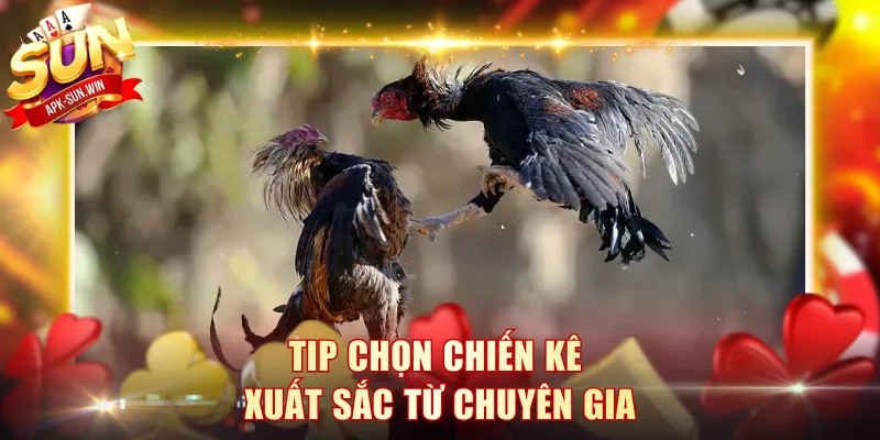 Tip chọn chiến kê xuất sắc từ chuyên gia