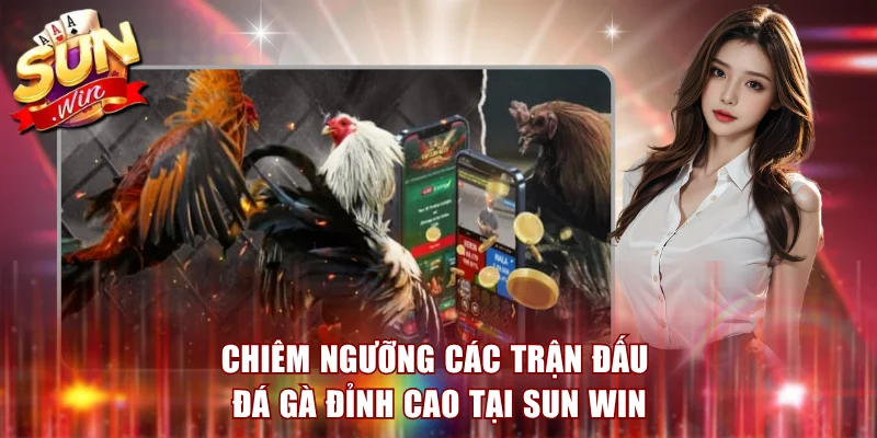 Sun Win – Nhà Cái Game Bài, Nổ Hũ, Đổi Thưởng Online 2026 11 Chiêm ngưỡng các trận đấu đá gà đỉnh cao tại Sun Win
